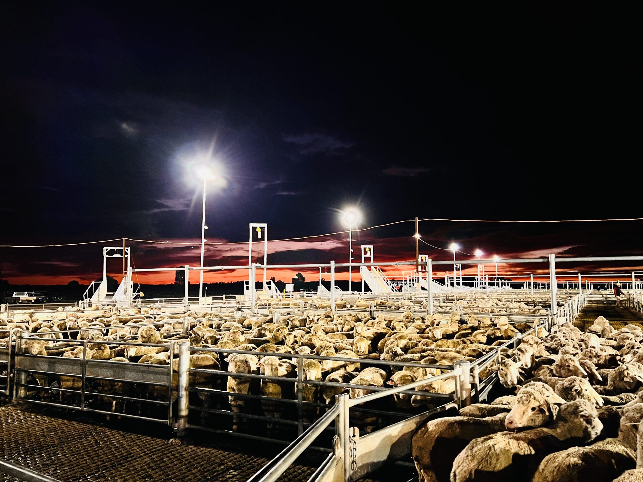 Country Education Foundation of Australia alumnus Heather Walker's winning entry, 'Early mornings at the sheep sale'.